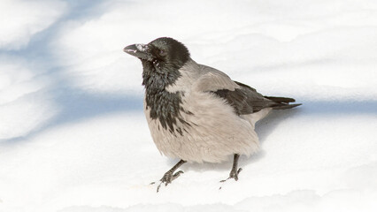 black and white bird