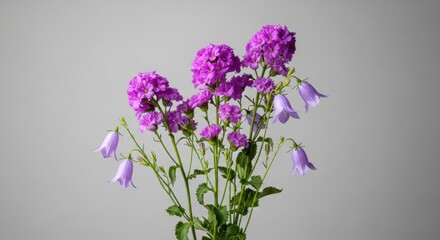 Fototapeta premium Vibrant Purple Phlox and Bellflowers Blooming Elegantly Against a Neutral Gray Studio Background, Ideal for Wedding Invitations or Design Concepts.