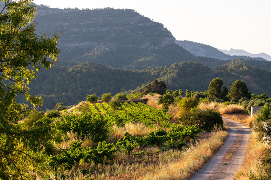 Gravel road track through countryside hills and forest in rural Catalonia Spain inviting travel and adventure in a quiet Mediterranean landscape