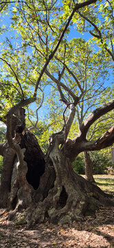 Old plane tree in the park bedechka stara zagora
