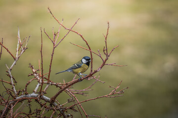 Great tit wild bird on a tree © dogphotos
