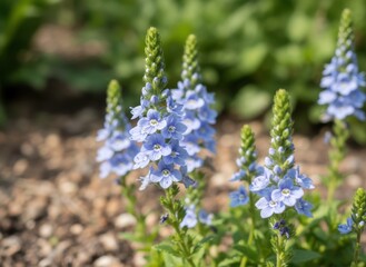 Delicate Blue Wildflowers Bloom in Soft Sunlight with Green Foliage and Gravelly Ground in Garden Setting
