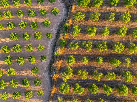 Vineyard aerial rows highlight agriculture plants pattern beside a trail in rural Catalonia Spain with drone perspective and textured countryside landscape