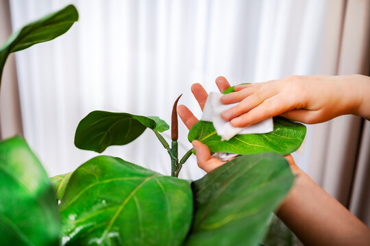 Woman hand wiping dust from young ficus leaf using soft white napkin. Domestic chores and indoor gardening concept.