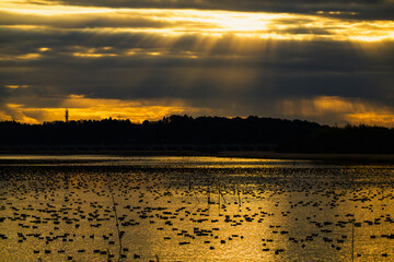 朝の印旛沼北部調整池の鴨の群れ