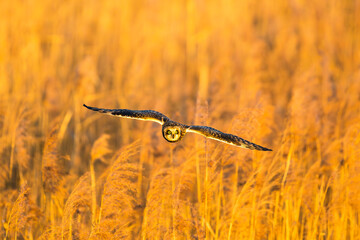 コミミズクの飛翔