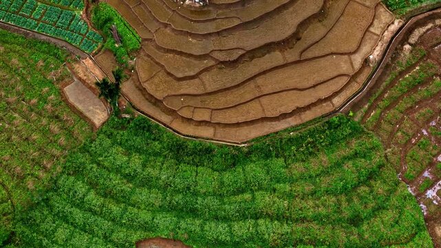 Drone footage captures terraced hillsides at the Uva Halpewatte Tea estate, with brown earth steps and green plantations carved into the slope. The aerial shot reveals the layered agricultural pattern
