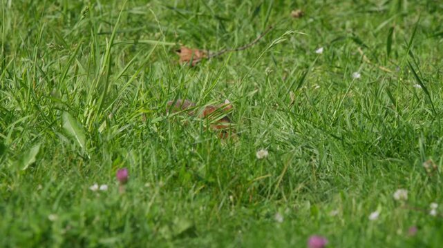 Hamster hidden in long grass among red clover and white yarrow wildflowers, occasionally raising its head inquisitively. Natural meadow scene, shallow depth of field, calm mood.