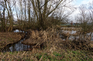Zimowe widoki fenów Oisterwijkse Bossen en Vennen, mokradeł w Północnej Brabancji, Niderlandy © Miroslaw