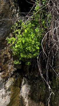 green plant under waterfall water drop fresh vivid summer sun wet rock in Iran nature landscape abstract adiantum capillus-veneris botanical texture eco ecology fern frond leaf greenery natural beauty