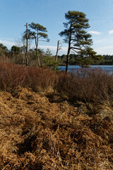 Zimowe widoki fenów Oisterwijkse Bossen en Vennen, mokradeł w Północnej Brabancji, Niderlandy © Miroslaw