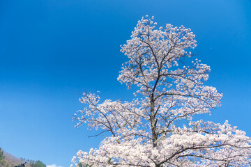 満開の桜と青空