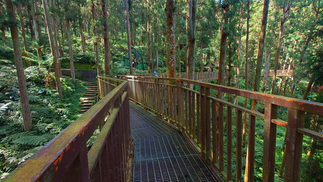 Xitou Forest Park Elevated Wooden Trail Taiwan