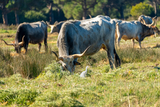 Italy Tuscany natural park of the Maremma, called the Uccellina Alberese park, Maremma cows grazing with cubs