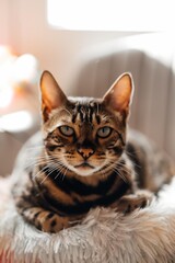 Close up of Bengal cat face with expressive eyes in soft sunlight