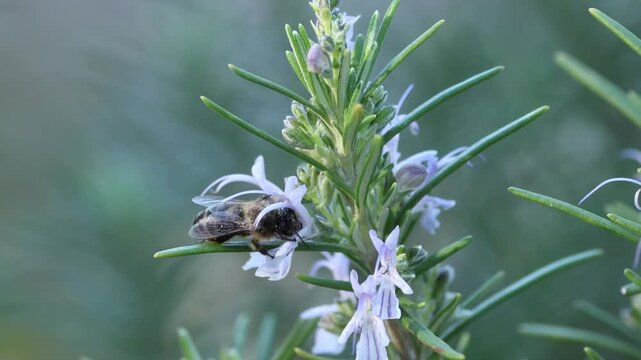 Abeja mel&iacute;fera recolectando n&eacute;ctar en flor de romero, Alcoy, Espa&ntilde;a