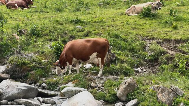 Brown and white cows grazing and drinking by a mountain stream in Koenigsleiten, Austria in slow motion.