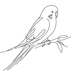 Obraz premium parakeet bird one line art continuous vector illustration
