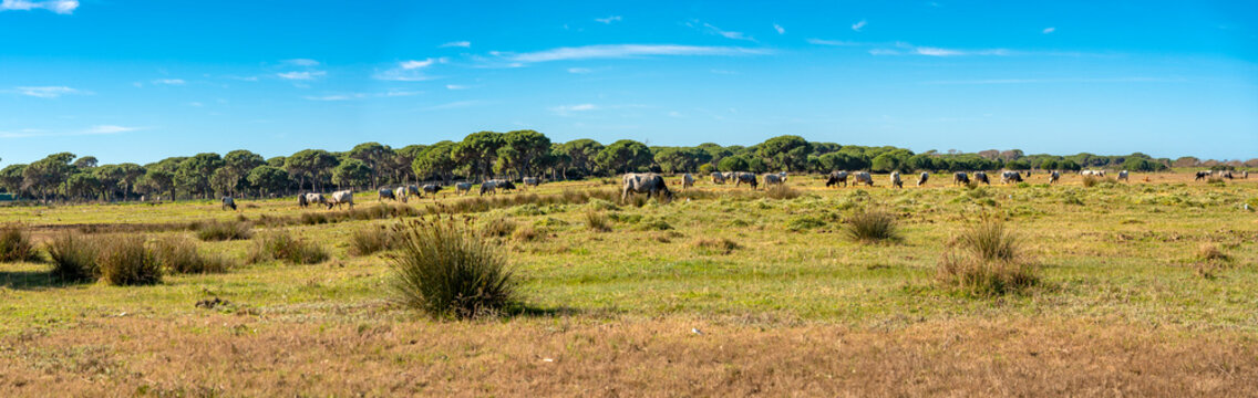Italy Tuscany natural park of the Maremma, called the Uccellina Alberese park, Maremma cows grazing with cubs, panoramic