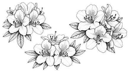 Elegant black and white illustration of rhododendron flowers with detailed stippling and leaves