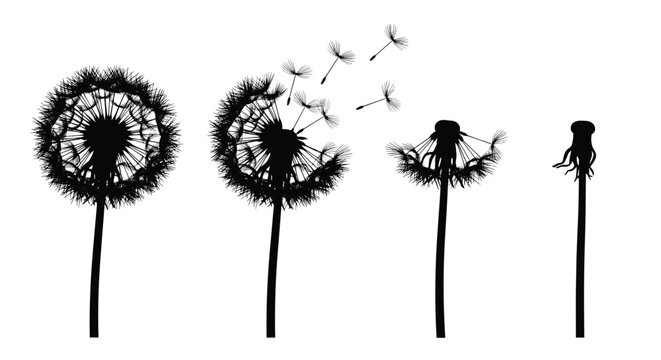 Silhouettes of dandelions showing different stages of seed dispersal against a white background