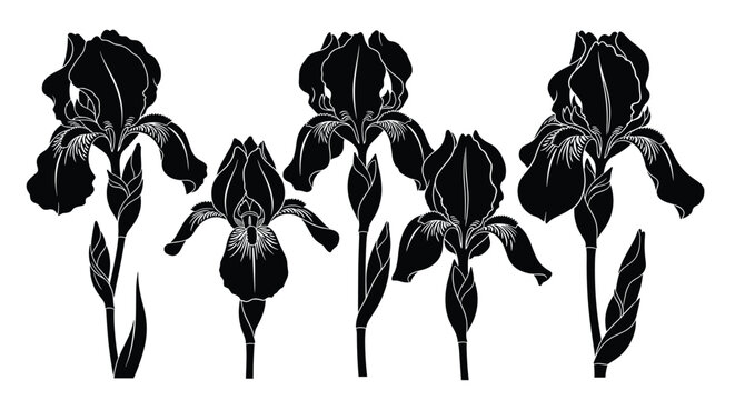 Collection of black iris flower silhouettes on a white background, elegant botanical art