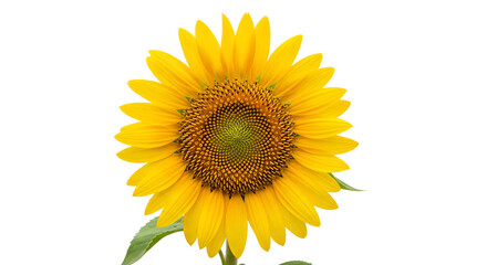 Fototapeta premium Bright Yellow Sunflower Bloom Isolated Transparent Background