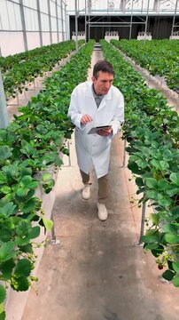 Researcher in a white lab coat inspects strawberry plants in a modern greenhouse, walking between elevated rows of hydroponic crops.