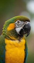Vibrant tropical parrot displays bright plumage and intense gaze against a blurred natural background