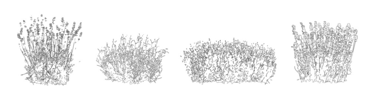 Vector set of ornamental grasses in elevation view for architectural drawings
