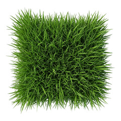 A lush green grass isolated on transparent background with vibrant blades