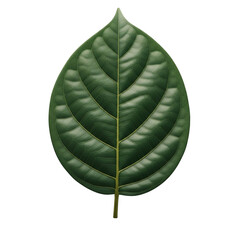 A large green leaf with a long stem isolated on transparent background