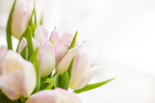 Elegant close-up photo in soft focus of pale pink Tulipa flowers in soft natural light. Fresh spring tulips with creamy white petals, subtle blush tones and vibrant green leaves on a bright background