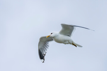 Common Gull in flight