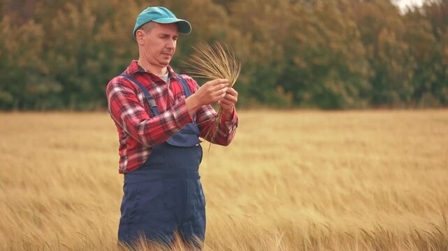 Agriculture. farmer working in the field holding spikelets of wheat. agriculture business farm concept. farmer lifestyle man in overalls examines spikelets of wheat works in an agricultural field