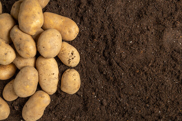 Freshly harvested potatoes lying on fertile dark soil