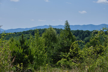Lush Forested Hills Panorama