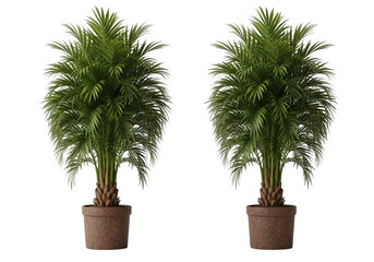 Fototapeta premium Two green potted plants with brown pots on a white background isolated on transparent background