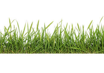 Fototapeta premium A close-up view of green grass on a white background isolated on transparent background