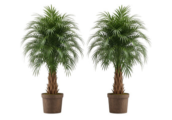 Fototapeta premium Two potted plants with green leaves on a white background isolated on transparent background