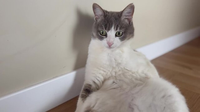 funny cat sits like a human. white gray cat sits against the wall in the corridor in the pose of a man. cat funny video sitting looking at the camera lifestyle