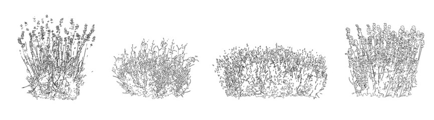 Set of ornamental grasses in elevation view for architectural drawings, isolated on transparent background © Manon