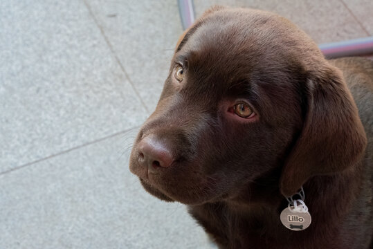 A chocolate Labrador puppy with a tag labeled "Lillo" looks up with big, expressive eyes against a soft, muted background