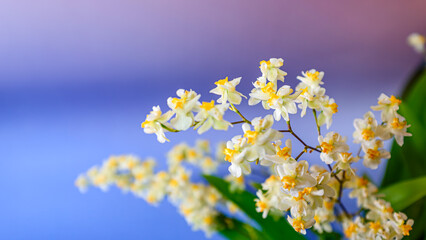 オンシジューム・トゥインクルの花