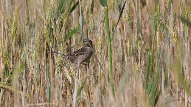 Two female house sparrows (Passer domesticus) feeding on wheat grains in a field, glimpses into their natural life. Wildlife and bird feeding behavior in agricultural areas.