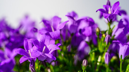 紫のカンパニュラの花