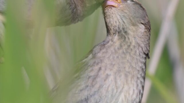 Unique moments in a cornfield where a mother house sparrow (Passer domesticus) feeds her young with green seeds. Parenting in nature.
