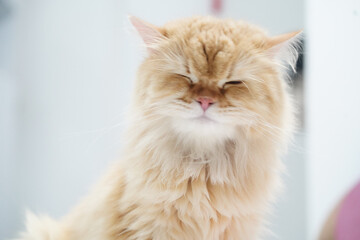 Obraz premium Fluffy cat long hair orange fur closed eyes relaxed domestic animal pet cute whiskers soft fur sitting indoor peaceful adorable feline mammal calm content gentle white background sleepy happy