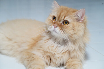 Obraz premium Fluffy orange cat long hair yellow eyes domestic pet relaxed lying on white floor cute feline whiskers soft fur indoor animal calm expression