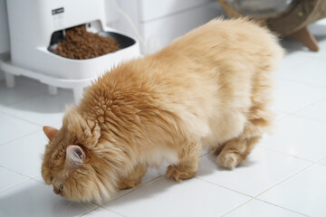 Fluffy orange cat long hair eating white tile floor indoor domestic pet relaxed healthy fur whiskers feline home environment